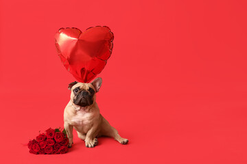 Cute French bulldog with heart shaped balloon and roses on red background. Valentine's Day...