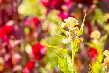 Yellow flower in botanical garden