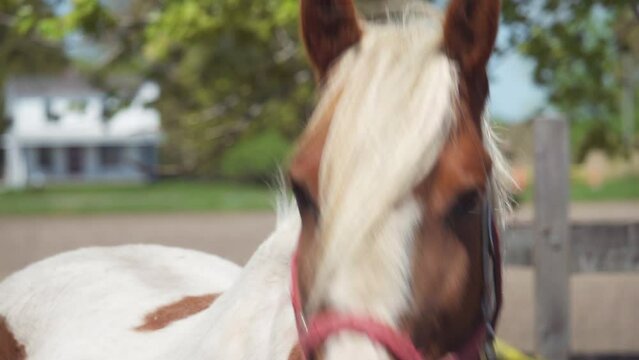 Brown and withe horse neighing / no sound