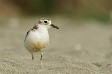 A red breasted dotterel on a sea beach late on a quiet evening