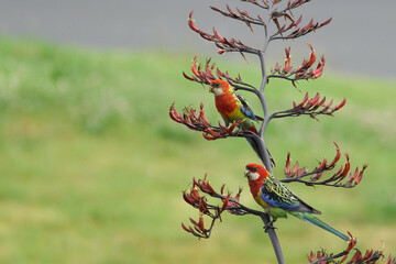 A pair of Eastern Rosellas perched on a plant