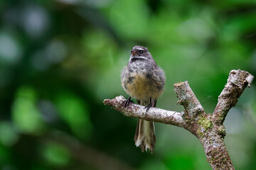 Fototapeta premium Close-up shot of a Fantail perched on a tree branch