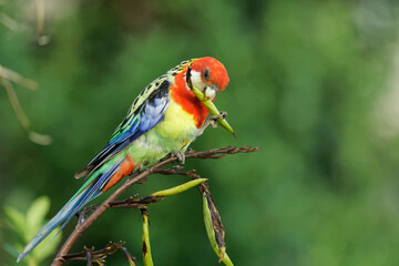 An Eastern Rosella perched on branch biting at its food 