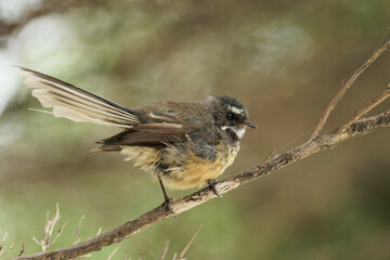 Close-up shot of a Fantail perched on a tree branch
