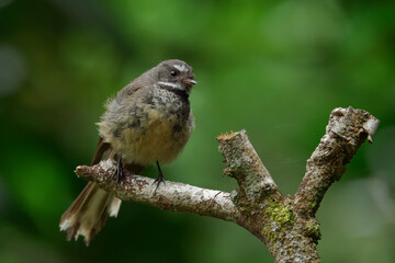 Close-up shot of a Fantail perched on a tree branch