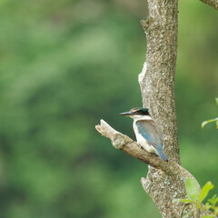 A Sacred Kingfisher perched on a tree branch