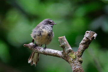 Fototapeta premium Close-up shot of a Fantail perched on a tree branch