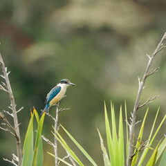 A Sacred Kingfisher perched on a tree branch