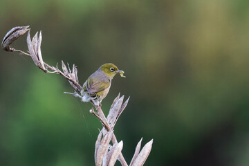 A Silvereye perched on a branch with food in its beak