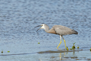 White faced Heron tossing its catch inside its beak