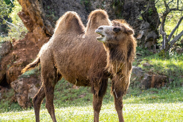Fototapeta premium portrait of a camel with open mouth