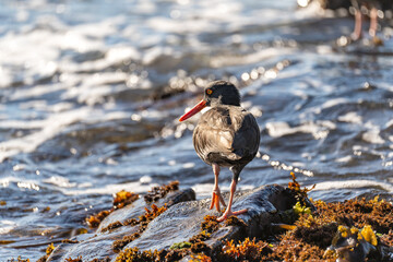 Black Oystercatcher (Haematopus bachmani) standing in shallow water.