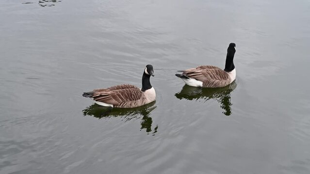 Canada Geese on Windermere Lake in Lake District in Cumbria in England