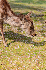 奈良県　春の奈良公園と鹿　
