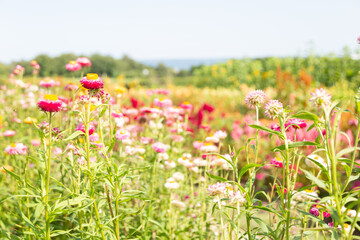 Obraz na płótnie Canvas Garden meadow flowers during summer