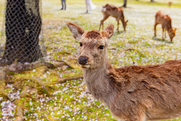 奈良県　春の奈良公園と鹿　
