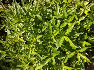 Sambiloto plants (Andrographis paniculata) in the morning