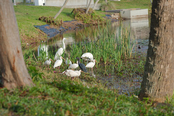 Multiple birds egrets, white ibis  herons in Florida standing in water lookingto the right. Green weeds with water and reflections in calm water. Long beak in sunlight.S curve on edge of urban link.
