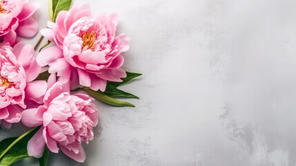 Fototapeta na wymiar Elegant pink peonies gracefully isolated on a chic gray background