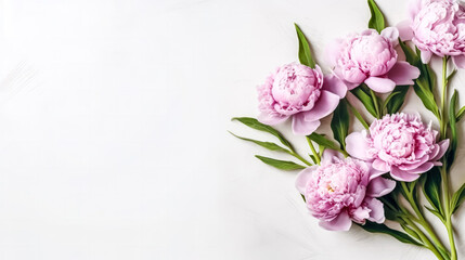 Obraz na płótnie Canvas Elegant pink peonies gracefully isolated on a chic gray background