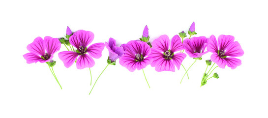 Purple mallow flowers isolated on white background. Copy space. Mallow sylvestris.