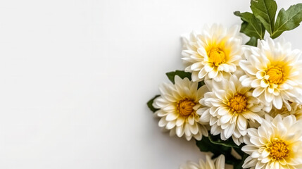 yellow chrysanthemums against a pristine white background