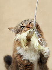 An inquisitive tabby cat intently plays with a fluffy toy, paws raised mid-action. Pet in studio 