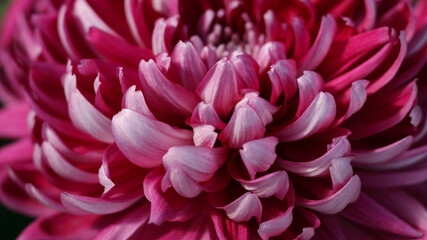 Beautiful pink chrysanthemum flower. Dahlia petals. Chrysanthemum purple flower background. Dahlia flower head. Beautiful pink dahlia petals . Postcard. Floral card. Valentine's day. Greeting card  