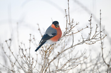 The bullfinch is resting on a thin branch