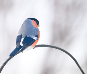 A beautiful colorful bullfinch on the feeder