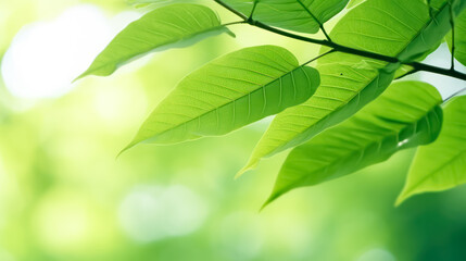 Lush green leaves in a summer garden, a testament to the vibrant beauty of nature.