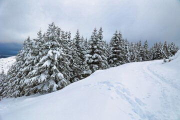 Fototapeta na wymiar Paysage sous la neige, avec des arbres, des granges et des sapins