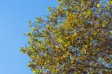 Plane tree branches and leaves in autumn. clear blue sky background.