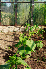 Growing vegetables in greenhouse. Green sprouts of cucumbers.