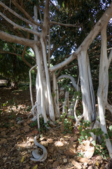 Feigenbaum (Ficus magnoliifolia)