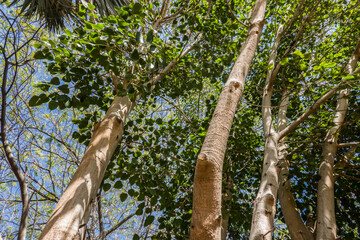 Pappel-Feige (Ficus religiosa) im botanischen Garten