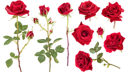 set of red roses isolated on transparent background