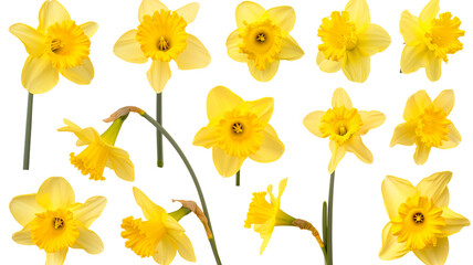 set of beautiful yellow daffodil flowers, isolated over a transparent background - Powered by Adobe