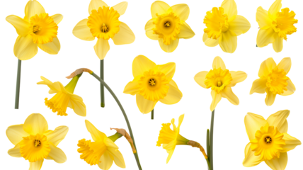 set of beautiful yellow daffodil flowers, isolated over a transparent background