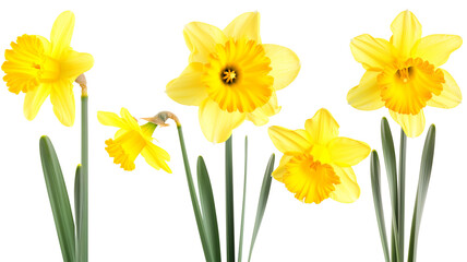 Obraz premium set of beautiful yellow daffodil flowers, isolated over a transparent background