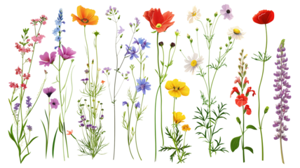 Wild flowers set isolated on a transparent background