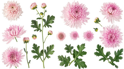 set collection of delicate pink chrysanthemum flowers, buds and leaves isolated over a transparent background - obrazy, fototapety, plakaty