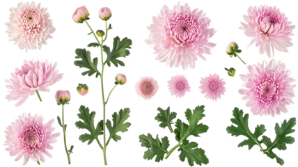 set collection of delicate pink chrysanthemum flowers, buds and leaves isolated over a transparent background