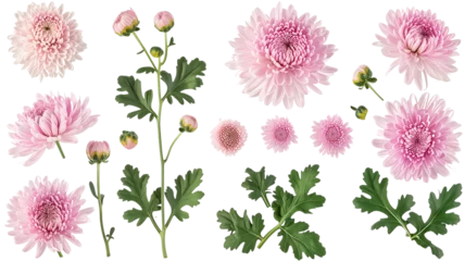 Schilderijen op glas set collection of delicate pink chrysanthemum flowers, buds and leaves isolated over a transparent background © SRITE KHATUN