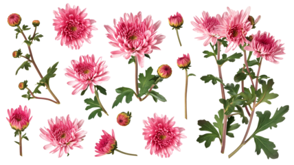 set collection of delicate pink chrysanthemum flowers, buds and leaves isolated over a transparent background