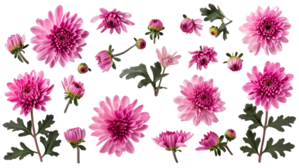set collection of delicate pink chrysanthemum flowers, buds and leaves isolated over a transparent background
