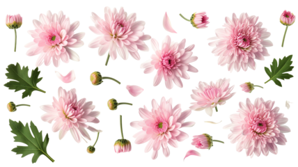 set collection of delicate pink chrysanthemum flowers, buds and leaves isolated over a transparent background