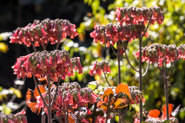Kalanchoe daigremontiana im botanischen Garten