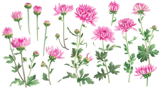 Set Collection Of Delicate Pink Chrysanthemum Flowers, Buds And Leaves Isolated Over A Transparent Background