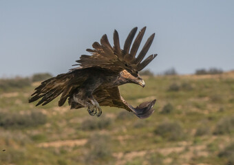 the majestic golden eagle in flight	